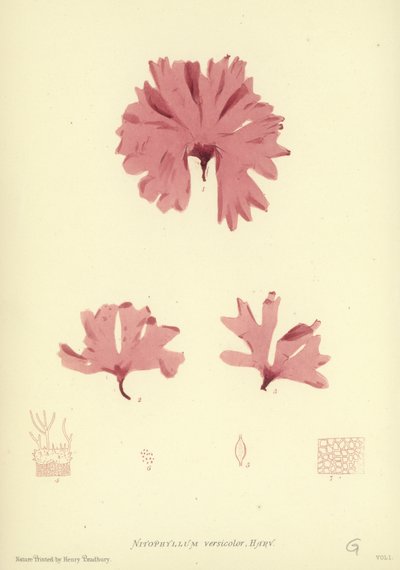 British Sea-Weed (naturtryckt) av English School