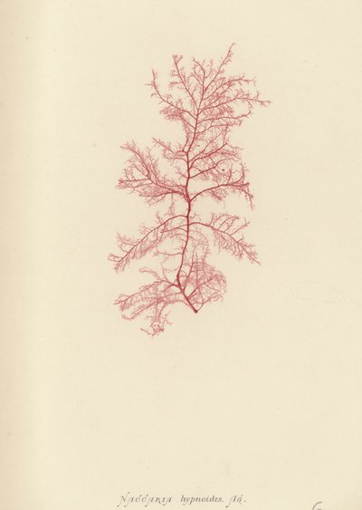 British Sea-Weed (naturtryckt) av English School