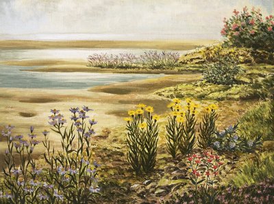 Brittiska blommor på salta gräsmarker av English School