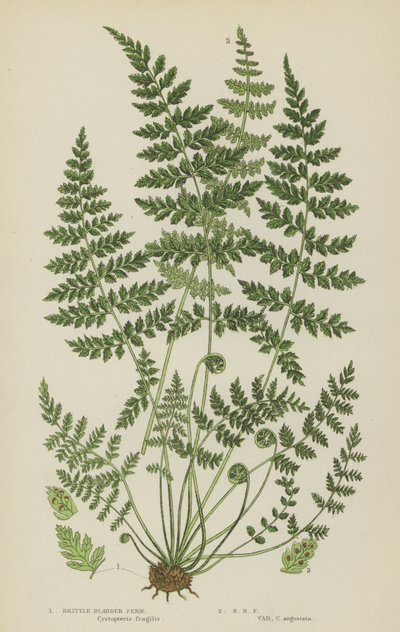 Brittle Bladder Fern (färg litho) av English School