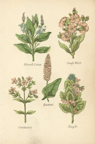 Brook Lime, Soap Wort, Bistort, Centuary, Bugle (färglitografi) av English School