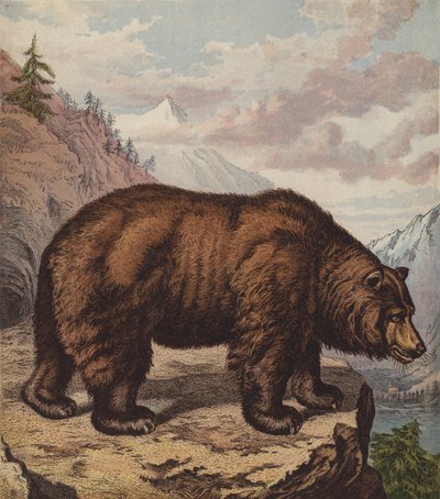 Brunbjörn (färg litho) av English School
