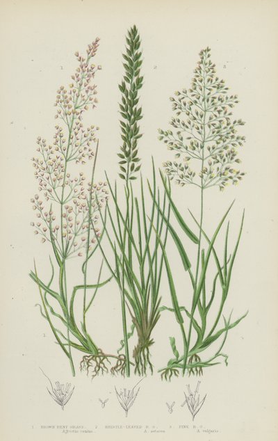 Brown Bent Grass, Bristle-Leaved Bent Grass, Fine Bent Grass (färglitografi) av English School