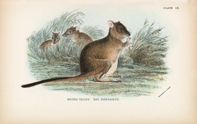 Borstsvansad råtta-känguru av English School