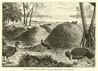 Borska kalkoner, högbyggande megapoder i Australien av English School