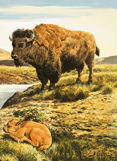 Buffel av English School
