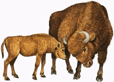 Buffalo och kalv av English School
