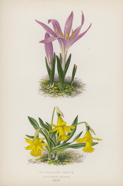 Bulbocodium Vernum; Narcissus Minor (färglitografi) av English School