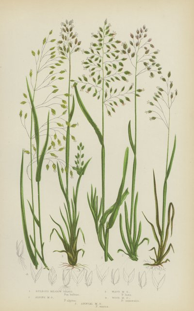 Bulbous Meadow Grass, Alpine Meadow Grass, Wavy Meadow Grass, Wood Meadow Grass, Annual Meadow Grass (färglitografi) av English School