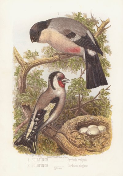 Domherre, Pyrrhula Vulgaris och guldfink, Carduelis Elegans (färg litho) av English School