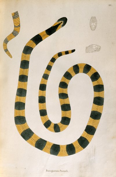 Bungarum Pamah Snake från An Account of Indian Serpents samlad från Coromandels kust av Patrick Russell, London, 1796 av English School