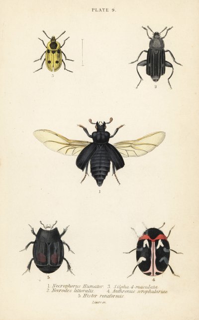 Begravningsbagge, Nicrophorus humator 1, kadaver, Necrodes littoralis 2, Dendroxena quadrimaculata 3, mattbagge, Anthrenus scrophulariae 4 och Hister quadrimaculatus var av English School