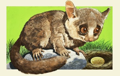 Bush baby av English School