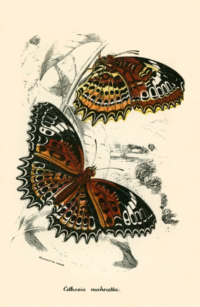 Fjärilar av English School