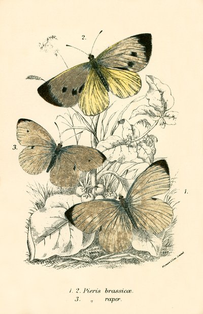 Fjärilar av English School