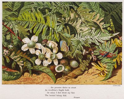 Fjärilar, ormbunkar och blommor (färgad gravyr) av English School