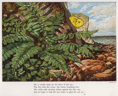 Fjäril och ormbunke vid foten av en klippa vid havet (färgad gravyr) av English School