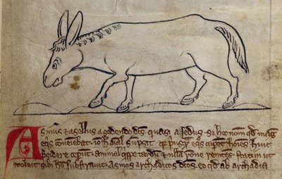 CCA-LitMs/D/10 fol. 10r Ass, från Bestiary av English School