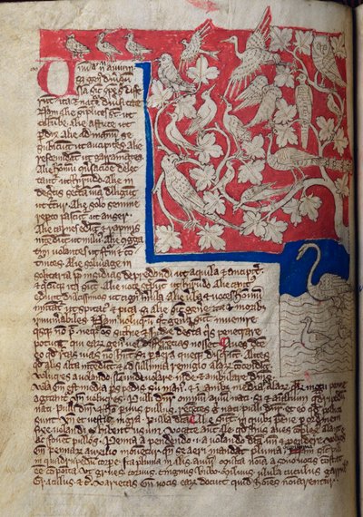 CCA-LitMs/D/10 fol. 12v Birds, från Bestiary av English School