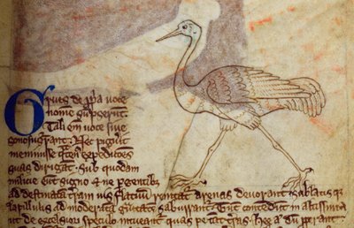 CCA-LitMs/D/10 fol. 14r Crane, från Bestiary av English School