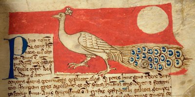 CCA-LitMs/D/10 fol. 22r Peacock, från Bestiary av English School