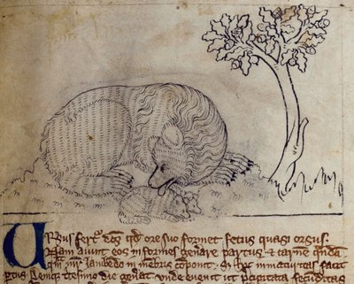 CCA-LitMs/D/10 fol. 3r Bear, från Bestiary av English School