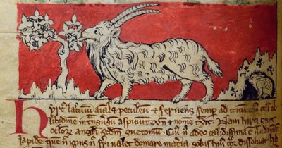 CCA-LitMs/D/10 fol. 8v Goat, från Bestiary av English School