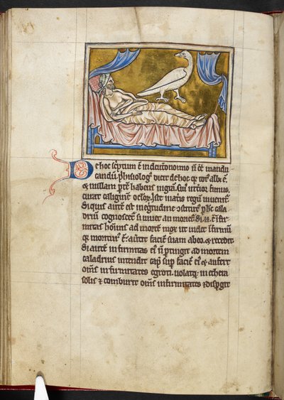 Fågeln Caladrius - Bestiarium, Royal MS 12 C XIX, f.47v av English School