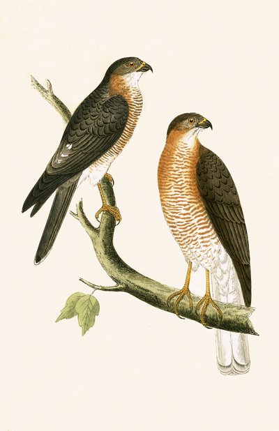 Calcutta Sparrow Hawk, illustration från "A History of the Birds of Europe Not Observed in the British Isles" av Charles Robert Bree (1811-86), publicerad 1867. av English School