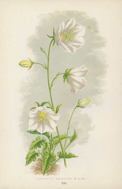 Campanula Carpatica B Alba (färg litho) av English School