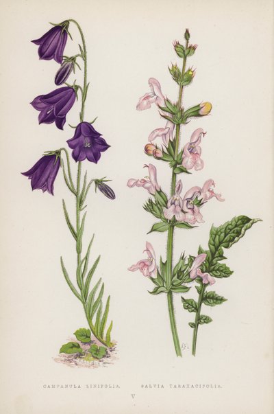 Campanula Linifolia; Salvia Taraxacifolia (färg litho) av English School