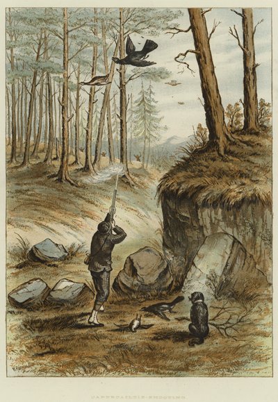 Capercailzie-Fotografering (chromolitho) av English School