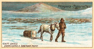 Kapten Oates tränar en sibirisk ponny (chromolitho) av English School