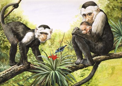 Capuchinapor, illustration från "Nature