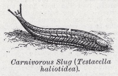Köttätande snigel, Testacella haliotidea (litho) av English School