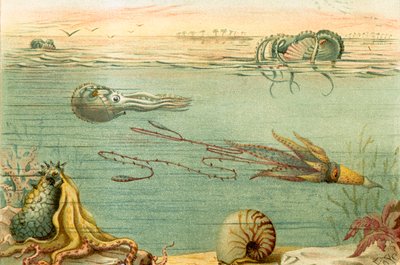 Cephalopodaswed av English School