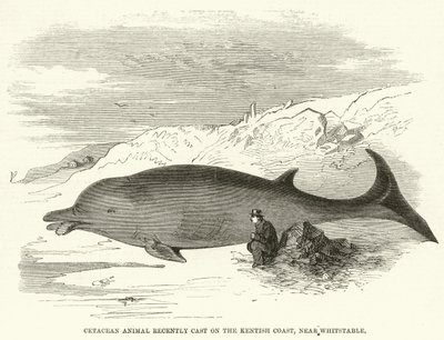 Cetacean Animal nyligen gjutit på Kentish Coast, nära Whitstable (gravyr) av English School