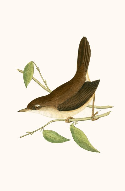 Cettis sångare, illustration från "A History of the Birds of Europe Not Observed in the British Isles" av Charles Robert Bree (1811-86), publicerad 1867 av English School