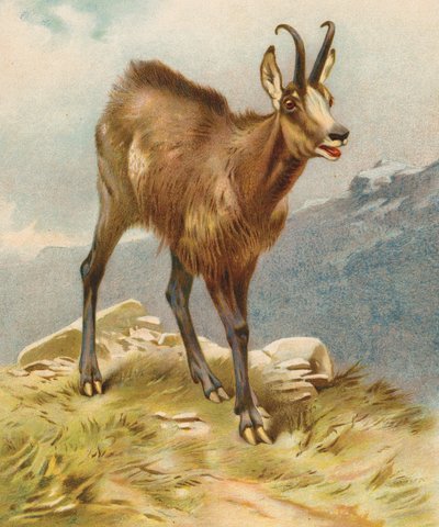 Chamois (färglitografi) av English School
