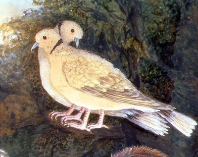 Kyckling och duvor nära en gård, detalj av duvor (akvarell, gouache på papper) (detalj av 93278) av English School