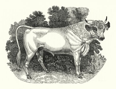 Chillingham Cattle (gravyr) av English School