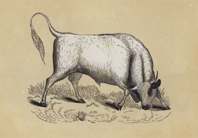 Chillingham Wild Bull (litho i färg) av English School