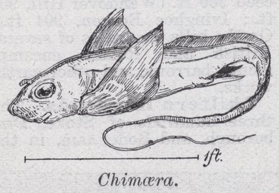 Chimaera (medlemmar) av English School
