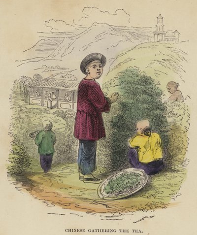 Kineser samlar teet (färgad gravyr) av English School