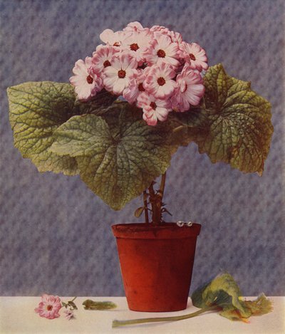 Cineraria (fotogravyr) av English School