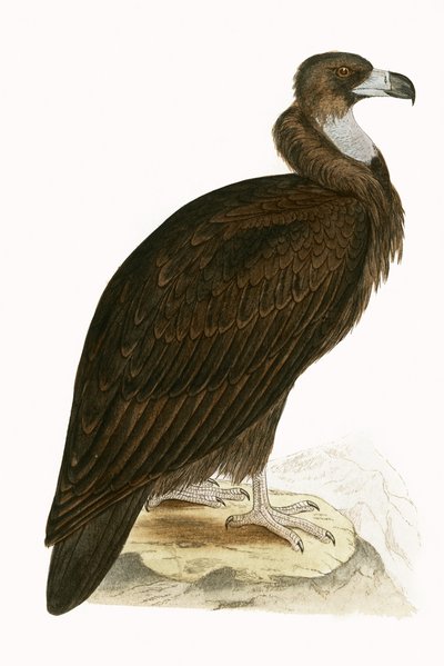 Cinereous Vulture, illustration från "A History of the Birds of Europe Not Observed in the British Isles" av Charles Robert Bree (1811-86), publicerad 1867 (lito i färg) av English School