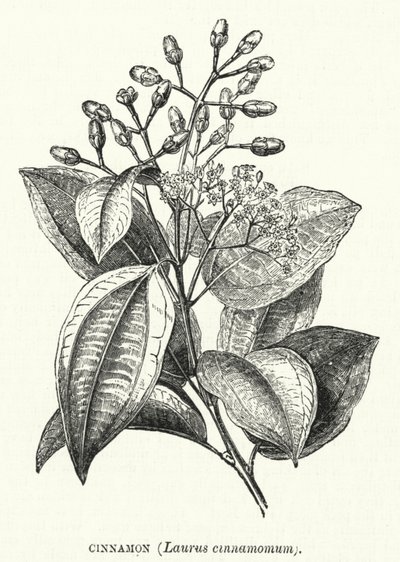 Kanel, Laurus cinnamomum (gravyr) av English School
