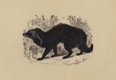 Civet (färglitografi) av English School