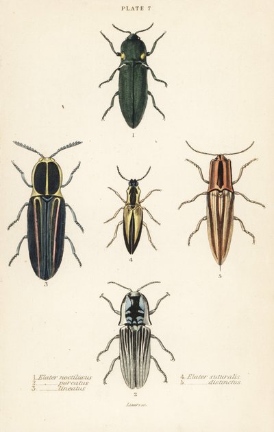 Klickbagge: en elastisk strålkastare, Pyrophorus nightlucus 1, Chalcolepidius porcatus 2, fodrad klickbagge, Agriotes lineatus 3, Elater suturalis 4 och Semiotus distinctus 5 av English School