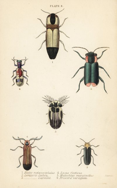 Klickbaggar: Melanoxanthus melanocephalus 1, Lucola italica 2, Lampyris latreillii 3, Lycus festivus 4, mjukvingeblommabagge, Clanoptilus marginellus 5 och Priocera variegatus 6 av English School